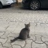 2 aylık Norveç orman kedisine kalıcı yuva fotoğraf