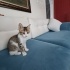 Badem’in aşıları yapıldı İstanbul içine getirebiliriz fotoğraf