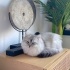 ÜCRETSİZ KEDİ SAHİPLENMEK İÇİN EN DOĞRU YERDESİNİZ! fotoğraf