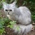 ÜCRETSİZ KEDİ SAHİPLENMEK İÇİN EN DOĞRU YERDESİNİZ! fotoğraf