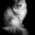 ÜCRETSİZ KEDİ SAHİPLENMEK İÇİN EN DOĞRU YERDESİNİZ! fotoğraf