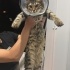 Göz engelli olan yavru kedi