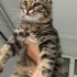 Main Coon Kırması Yavru Kedi fotoğraf