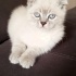 uysal oyuncu bir kedi ona güzel ömürlük yuva arıyoruz fotoğraf