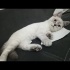 uysal oyuncu bir kedi ona güzel ömürlük yuva arıyoruz fotoğraf