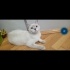 uysal oyuncu bir kedi ona güzel ömürlük yuva arıyoruz fotoğraf