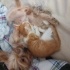 Annesinden ayrılmış parka bırakılmış evine aldım köpeğimizi annesi sandı onu fotoğraf