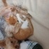 Annesinden ayrılmış parka bırakılmış evine aldım köpeğimizi annesi sandı onu fotoğraf