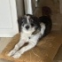 Ücretsiz sahiplendirme jack russell kırma fotoğraf