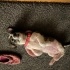 Ücretsiz sahiplendirme jack russell kırma fotoğraf