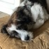 Ücretsiz sahiplendirme jack russell kırma fotoğraf