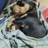 Ücretsiz sahiplenme jack Russell melez yavrular acil yuva fotoğraf