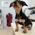 Ücretsiz sahiplenme jack Russell melez yavrular acil yuva fotoğraf