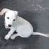 Ücretsiz sahiplenme jack Russell melez yavrular acil yuva fotoğraf