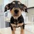 Ücretsiz sahiplenme jack Russell melez yavrular acil yuva fotoğraf
