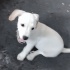 Ücretsiz sahiplenme jack Russell melez yavrular acil yuva fotoğraf