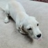 Ücretsiz sahiplenme jack Russell melez yavrular acil yuva fotoğraf