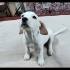 Ücretsiz sahiplenme jack Russell melez yavrular acil yuva fotoğraf