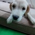 Ücretsiz sahiplenme jack Russell melez yavrular acil yuva fotoğraf