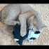 Ücretsiz sahiplenme British kedi acil yuva fotoğraf