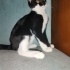 ZORRO ÖMÜRLÜK YUVA ARIYOR fotoğraf