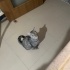Acil yuva!! Mama ve kum desteği sağlanacak!! fotoğraf