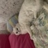 erkek kısır cins kedi fotoğraf