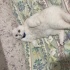 erkek kısır cins kedi fotoğraf