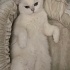 erkek kısır cins kedi fotoğraf