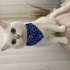 erkek kısır cins kedi fotoğraf