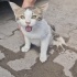 ARKA PATİLERİNİ SÜRÜKLEYEREK 6 AY SOKAKTA YAŞAMIŞ, fotoğraf