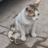 ARKA PATİLERİNİ SÜRÜKLEYEREK 6 AY SOKAKTA YAŞAMIŞ, fotoğraf
