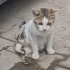 ARKA PATİLERİNİ SÜRÜKLEYEREK 6 AY SOKAKTA YAŞAMIŞ, fotoğraf