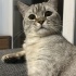 Kısır aşıları tam British Shorthair 2 yaşında fotoğraf
