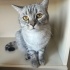 Kısır aşıları tam British Shorthair 2 yaşında fotoğraf