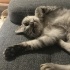 Kısır aşıları tam British Shorthair 2 yaşında fotoğraf