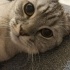 Kısır aşıları tam British Shorthair 2 yaşında fotoğraf