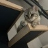 Kısır aşıları tam British Shorthair 2 yaşında fotoğraf