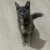 1 yaşında uysal kısır dişi kedi fotoğraf