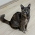 1 yaşında uysal kısır dişi kedi