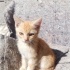 Bir avuç altın sarısi bebek fotoğraf
