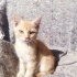 Bir avuç altın sarısi bebek fotoğraf