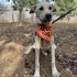 Saluki - Çoban mix yavru fotoğraf