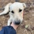 Saluki - Çoban mix yavru fotoğraf