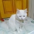 Konuşan ve evde yardımcı kedi Prenses fotoğraf