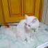 Konuşan ve evde yardımcı kedi Prenses fotoğraf