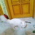 Konuşan ve evde yardımcı kedi Prenses fotoğraf