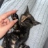 Güzel Torti Yuva Arıyor❤️ fotoğraf