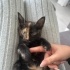 Güzel Torti Yuva Arıyor❤️ fotoğraf