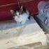 Kış gelmeden 4 küçük yavruya yuva olur musunuz?